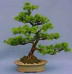 بونسای سیاهکاج